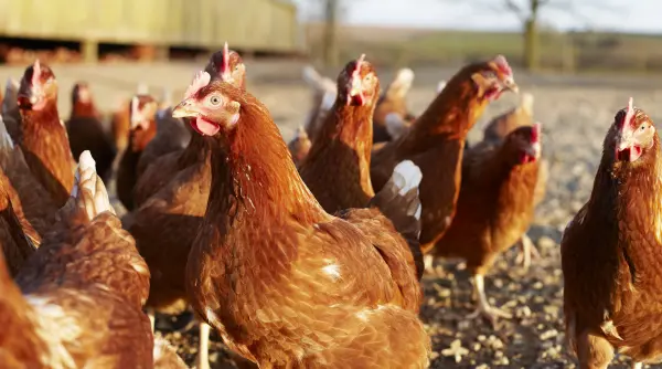 in marea britanie gainile pensionate din fermele comerciale sunt adoptate ca animale de companie o a doua sansa