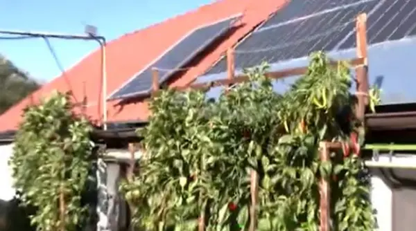 un roman a construit o gradina verticala pe peretele casei iar ardeii au crescut la peste doi metri ne ajuta sa izolam si casa