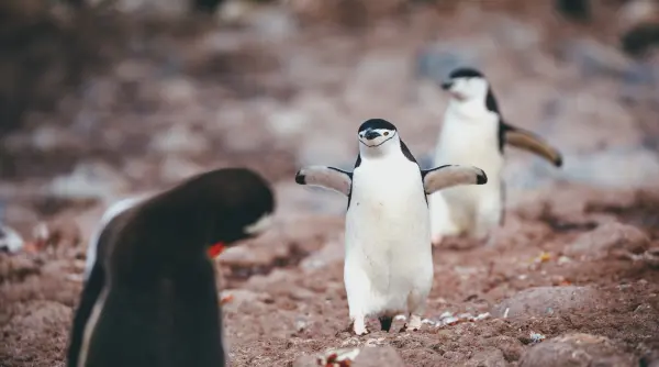 vacile si pinguinii polueaza planeta serios cu cat contribuie de fapt animalele la poluarea planetei comparativ cu oamenii