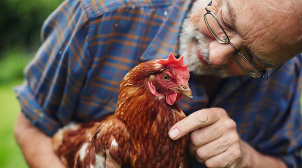 De ce nu au evoluat animalele de fermă ca să se apere de oameni? Un biolog explică de ce nu vom avea prea curând o revoltă a găinilor