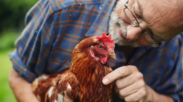 de ce nu au evoluat animalele de ferma ca sa se apere de oameni un biolog explica de ce nu vom avea prea curand o revolta a gainilor