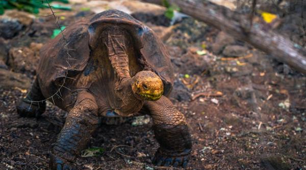 Diego a fost trimis în Galapagos după ce a trăit 30 de ani la zoo. A devenit tată pentru 800 de pui