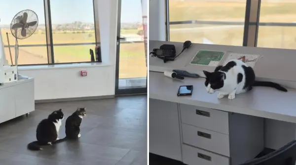 trei pisici au devenit vedetele aeroporului din tuzla ce misiune speciala au molly lenuta si marian in turnul de control