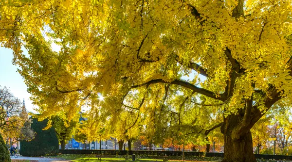 de la o samanta adusa din china la cel mai cunoscut decor de nunti calatoria de 167 de ani a unui arbore de ginkgo