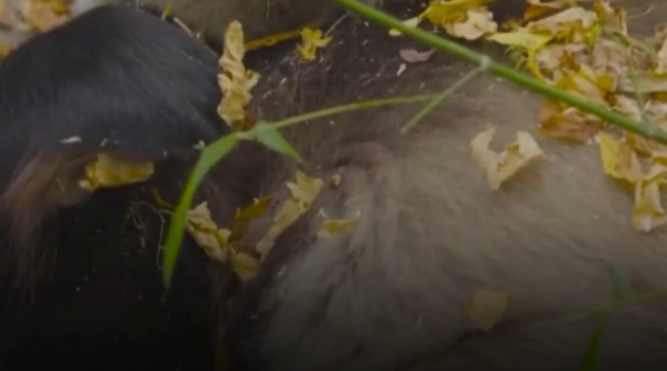 Imagini adorabile de la Zoo Viena: un panda uriaș s-a distrat într-un morman de frunze