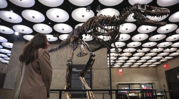 Un schelet rar de Nanotyrannus s-a vândut cu 47,3 milioane de dolari la o licitaţie din New York