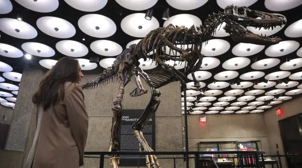 un schelet rar de nanotyrannus s a vandut cu 47 3 milioane de dolari la o licitatie din new york