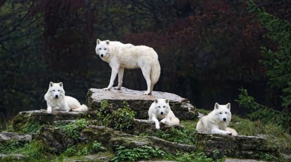 O fetiță de opt ani a fost grav rănită de lupi într-un parc zoologic din Germania