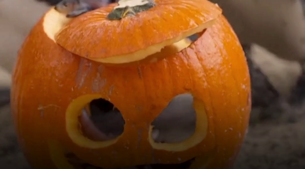 Festin de Halloween la Zoo Londra. Animalele au primit surprize ascunse în dovleci
