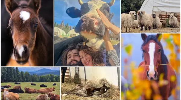 un manz de 11 zile o vacuta salvata si baloti de fan de 20 de lei sanctuarul unui cuplu mutat din bucuresti in bucovina a ajuns viral