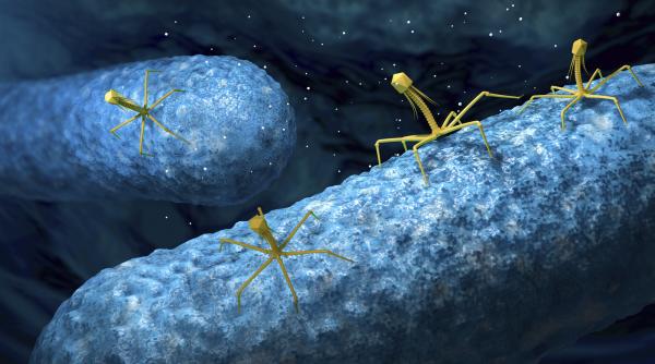 Un startup american a creat, cu ajutorul AI, un virus capabil să lupte cu infecţiile bacteriene rezistente la antibiotice
