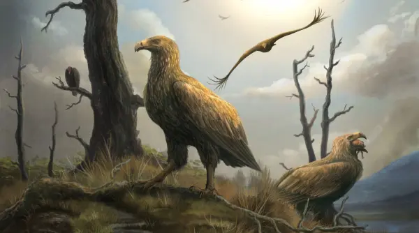 acum 2 8 milioane de ani vulturi uriasi stapaneau cerul si rapeau copii stramosilor nostri cum ar fi putut modela evolutia umana
