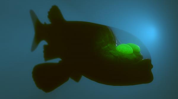 O creatură rară a adâncurilor, cu capul transparent, a fost filmată în Oceanul Pacific