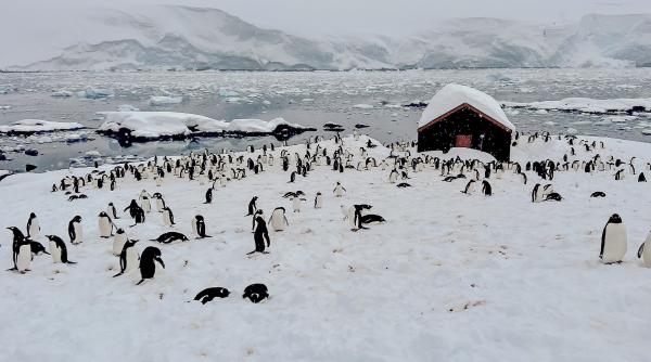 „Pinguinii sunt gălăgioși, oamenii, minunați”. Cum e să fii diriginte de poștă în Antarctica