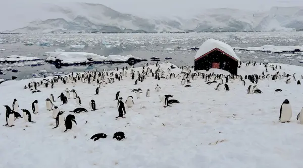 pinguinii sunt galagiosi oamenii minunati cum e sa fii diriginte de posta in antarctica