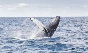 Fosilele unei balene de mai bine de 42 milioane de ani au fost descoperite în Peru