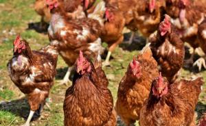 Atenție! Un nou val de gripă aviară amenință România
