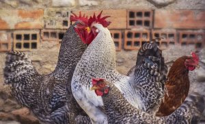 Focar de gripă aviară, descoperit în România. Măsurile pentru izolare au fost declanşate