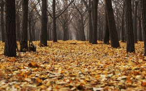 Pădurea Băneasa va fi protejată prin lege, din luna martie