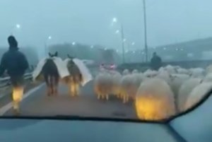 Autostrada A2, blocată de oi și măgari. Replica unui cioban: „Brânza îți place?” - VIDEO