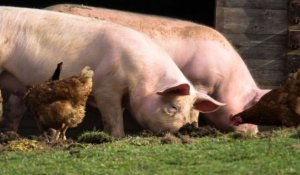 George Scarlat, secretar de stat în Ministerul Agriculturii: Pesta porcină africană este mai periculoasă decât coronavirusul pentru România