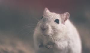 Ce înseamnă când visezi șobolani. Semnificația depinde de sentimentele tale