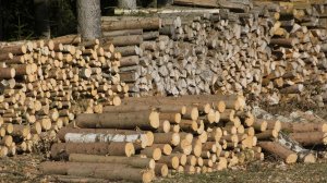Garda Forestieră Suceava a descoperit tăieri ilegale de pădure în valoare de 90.000 de lei