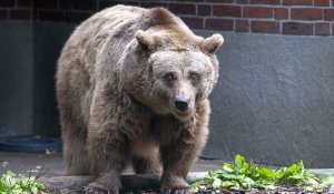 Harghita: Mesaje RO-Alert transmise în două localităţi, din cauza unor urşi