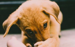 Povestea câinelui care și-a așteptat timp de trei luni, în fața spitalului, stăpânul care a murit de coronavirus. 