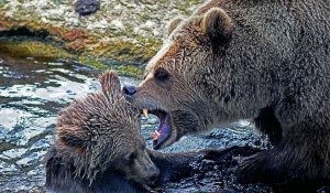 Avertizare Ro-Alert din cauza unui urs periculos, în Predeal