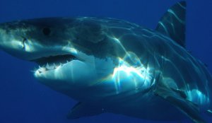 Bărbat care a ieșit să facă surf în Australia, ucis de marele rechin alb