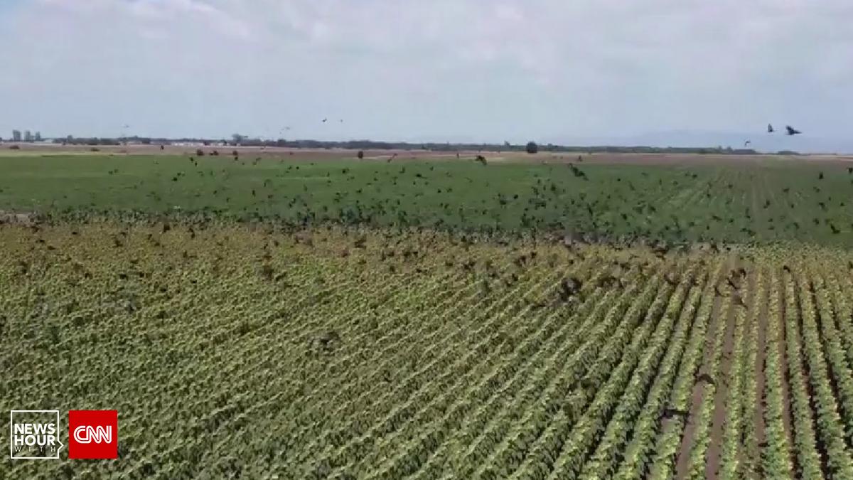 Agricultorii din Buzău, terorizaţi de o invazie de ciori! Păsările