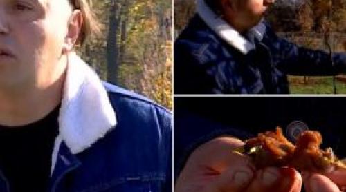 A investit totul într un fruct de care mulţi nu au auzit. Se coace după primul ger, iar un kg costă 20 de lei