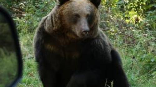Cât costă o partidă de vânătoare de urs în România. Urşii bruni, adevărate trofee