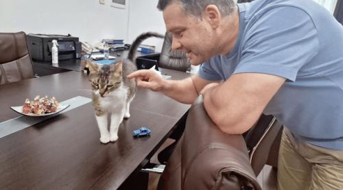 Ciprian Ciucu anunță ce se va întâmpla cu Jessy, pisica mascotă a Primăriei Sectorului 6, după mutarea lui la PMB