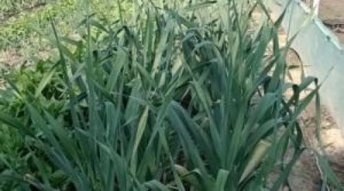 Gheorghe a dat lovitura cu un soi de usturoi pe care îl vinde cu 100 de lei/kg. Are comenzi și în străinătate