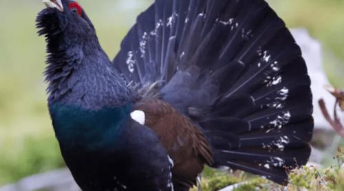 Mulți bani pentru nimic: ultimul cocoș de munte reintrodus în Europa de Vest a murit. Situația exemplarelor din România