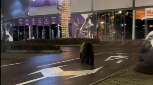 Ordonanța antiurs, modificată ca să gonească vânătorii