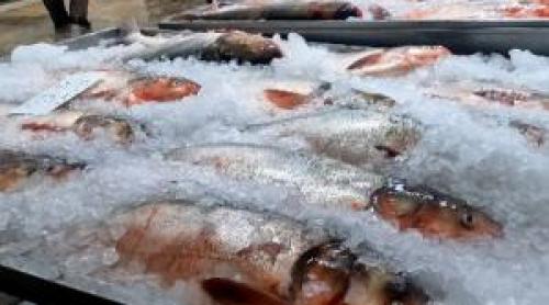 Peştele congelat, la analize de laborator. La macrou 25% e gheaţă, iar contaminarea e la limită