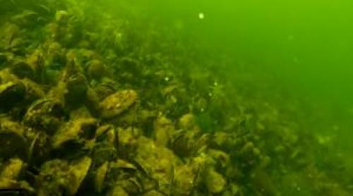 Specia adusă din Veneţia care s a adaptat în Marea Neagră.Din vară ar putea ajunge în farfuriile de pe litoral