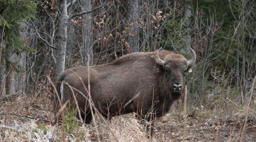 Teroare într o comună din România: zimbrii scăpați de sub control distrug gospodării. Localnic: „Animalele sunt protejate, oamenii nu”