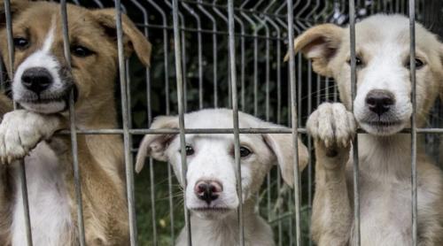 A apărut o nouă taxă în România! Cine plătește 25 de lei pe an pentru câinii fără stăpân