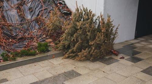 Amenzi uriașe pentru cei care aruncă bradul de Crăciun necorespunzător. Care sunt soluțiile propuse de autorități