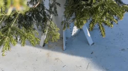 Bradul de Crăciun din Drăgășani, furat din cimitir. Familia care l a plantat a fost șocată să l vadă în Ajun în centrul orașului