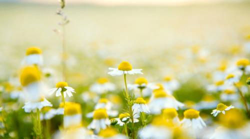 Ce să mănânci seara ca să scapi de insomnie. 10 alimente pentru un somn odihnitor