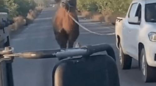 Cele mai nebunești arme din arsenalul de diversiune al armatei lui Putin: de la tancuri arici și soldați gonflabili, la cămile și cai