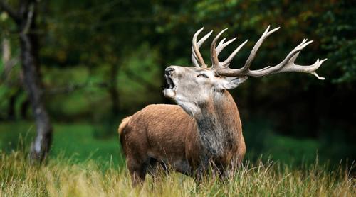 Cele mai venerate animale din pădurile Daciei. Ritualuri magice care împăcau sălbăticiunile   