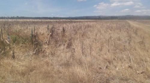 Drama în trei acte produsă de acordul UE Mercosur: Moartea agriculturii europene. Câmpuri goale, rafturi pline cu alimente mutant americane