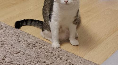 Lovitură pentru stăpânii de animale. Cabinetele veterinare riscă să se închidă