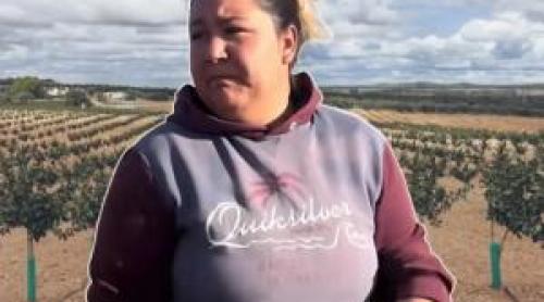 Marinela din Spania caută muncitori pentru tăierea "aurului verde". Singura condiţie pentru angajare